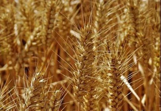平凡小麦也营养 轻松治疗五种病！