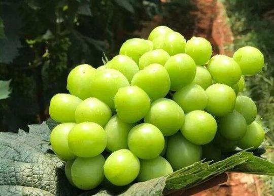 绿葡萄的营养价值有哪些