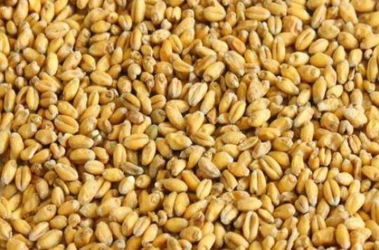 小麦胚芽油的作用与功效有哪些