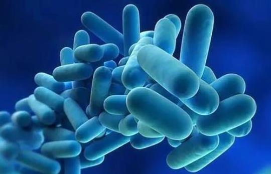 益生菌是乳酸菌的吗？