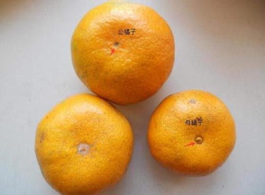 母橘子更甜 一秒区分公母