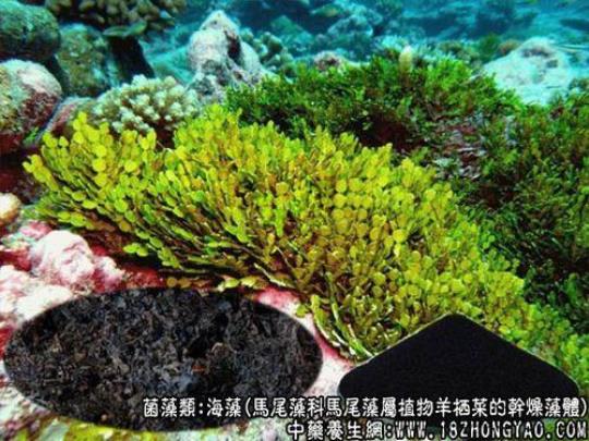 海藻的功效与作用是什么