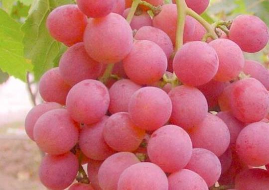 葡萄和提子的营养价值有什么