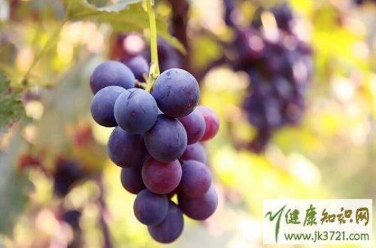 吃葡萄的好处 葡萄也能治病！