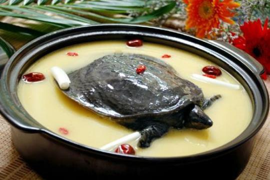 枸杞甲鱼汤的做法的有哪些？