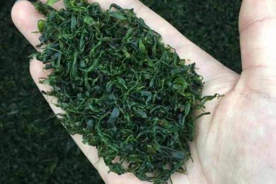 苦丁茶属于绿茶一种吗