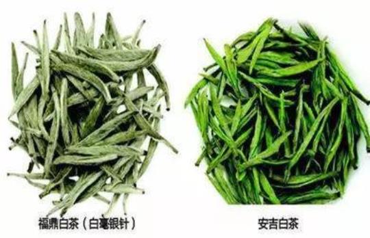 白茶和绿茶的区别