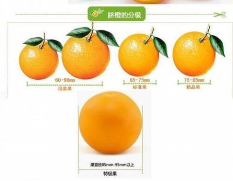 脐橙的营养价值  脐橙营养价值功效作用