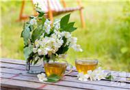 茉莉花茶属于什么茶  茉莉花茶的功效和作用