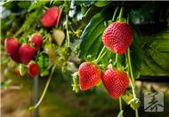 草莓慕斯蛋糕 草莓的营养价值及功效