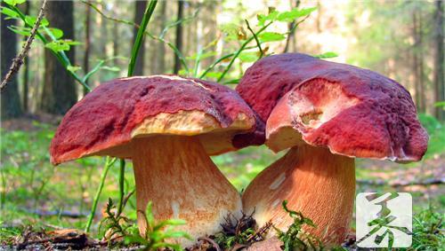 贺兰山紫蘑菇 贺兰山蘑菇面片的做法