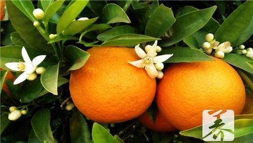 冬季烤橘子止咳化痰效果显著 烤橘子止咳吗