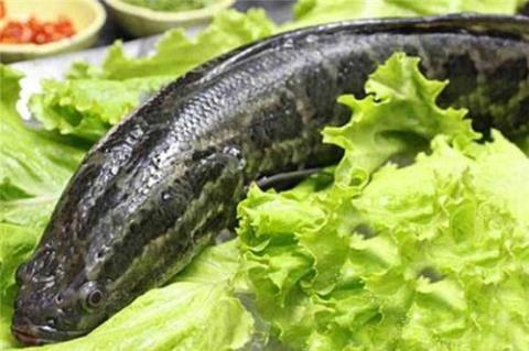 详述乌鱼的营养价值及食疗功效 乌鱼萝卜汤的营养价值
