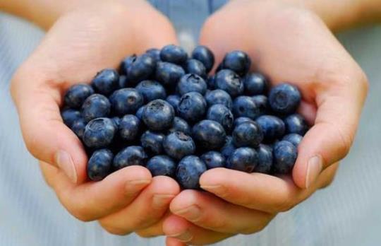 蓝莓的功效和作用 蓝莓的功效与作用及禁忌