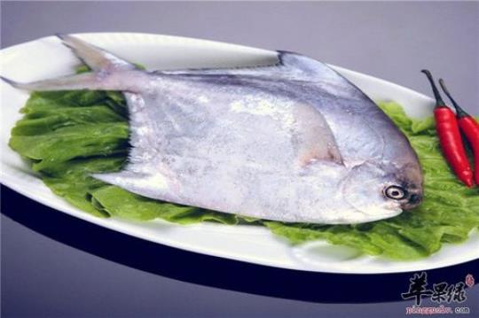 鲳鱼的营养价值 鲳鱼营养价值与功效与作用百度
