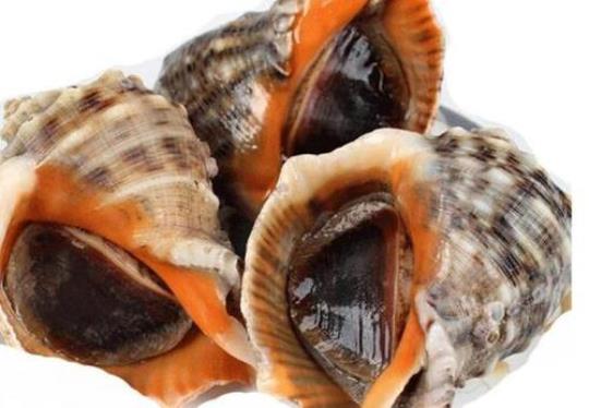 海螺的功效与营养价值 海螺的做法煮多长时间