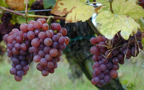 葡萄的种类 葡萄种类名称及图片