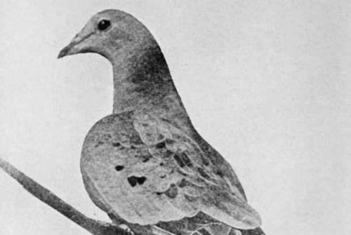 北美旅鸽灭绝原因 北美旅鸽灭绝了吗