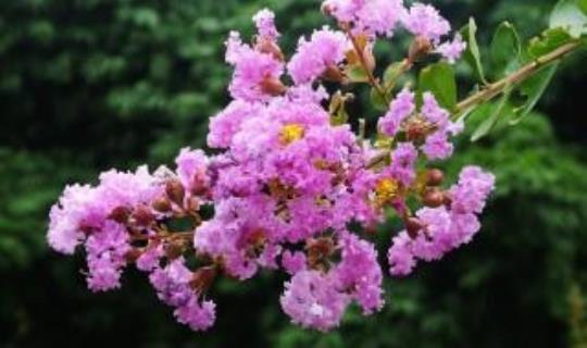 紫薇花的开花期是多少天