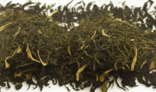 崂山绿茶是什么茶杂交的