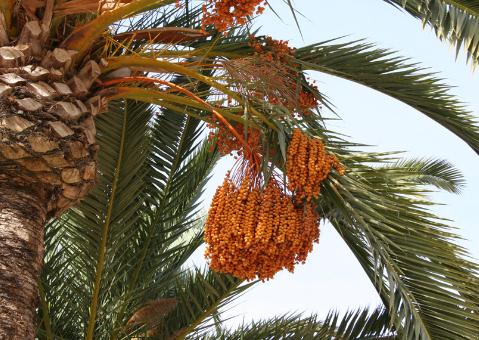 椰枣的功效-食用椰枣的注意事项-椰枣树