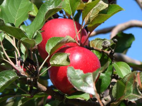 苹果的营养价值、功效与作用、食用禁忌