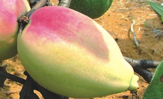 宣木瓜能延缓衰老抗菌消炎 宣木瓜的食用方法