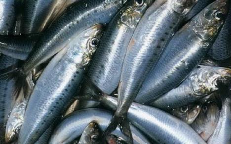 沙丁鱼的营养价值-沙丁鱼的食疗作用