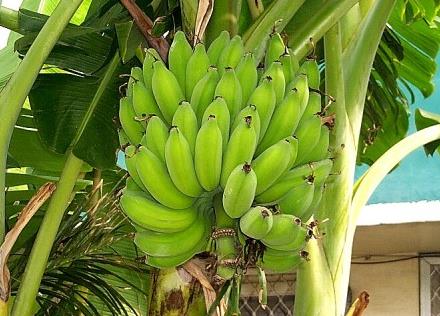 芭蕉[甘蕉，板蕉，牙蕉]营养成份