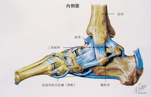 踝关节是哪个部位  踝关节哪个部位最易损伤