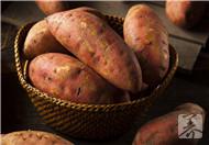 地瓜人人都爱吃，不一定人人都知道地瓜可以抗癌 丰富的营养在红薯中